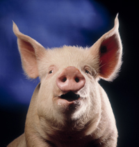 Post image for Pigs, Lipstick, GM & Your Marketing